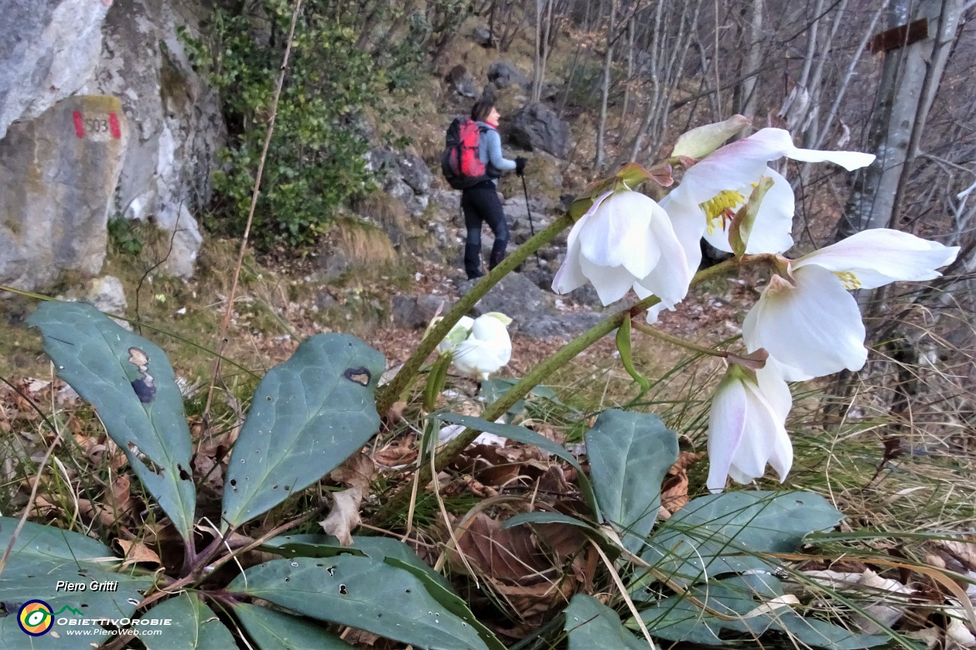 17 Festa di ellebori in fiore sul sentiero.JPG